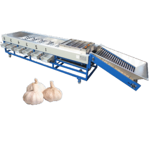 Garlic sorting machine