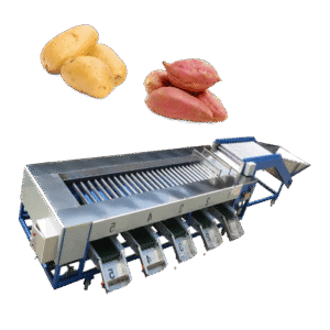Potato size sorting machine